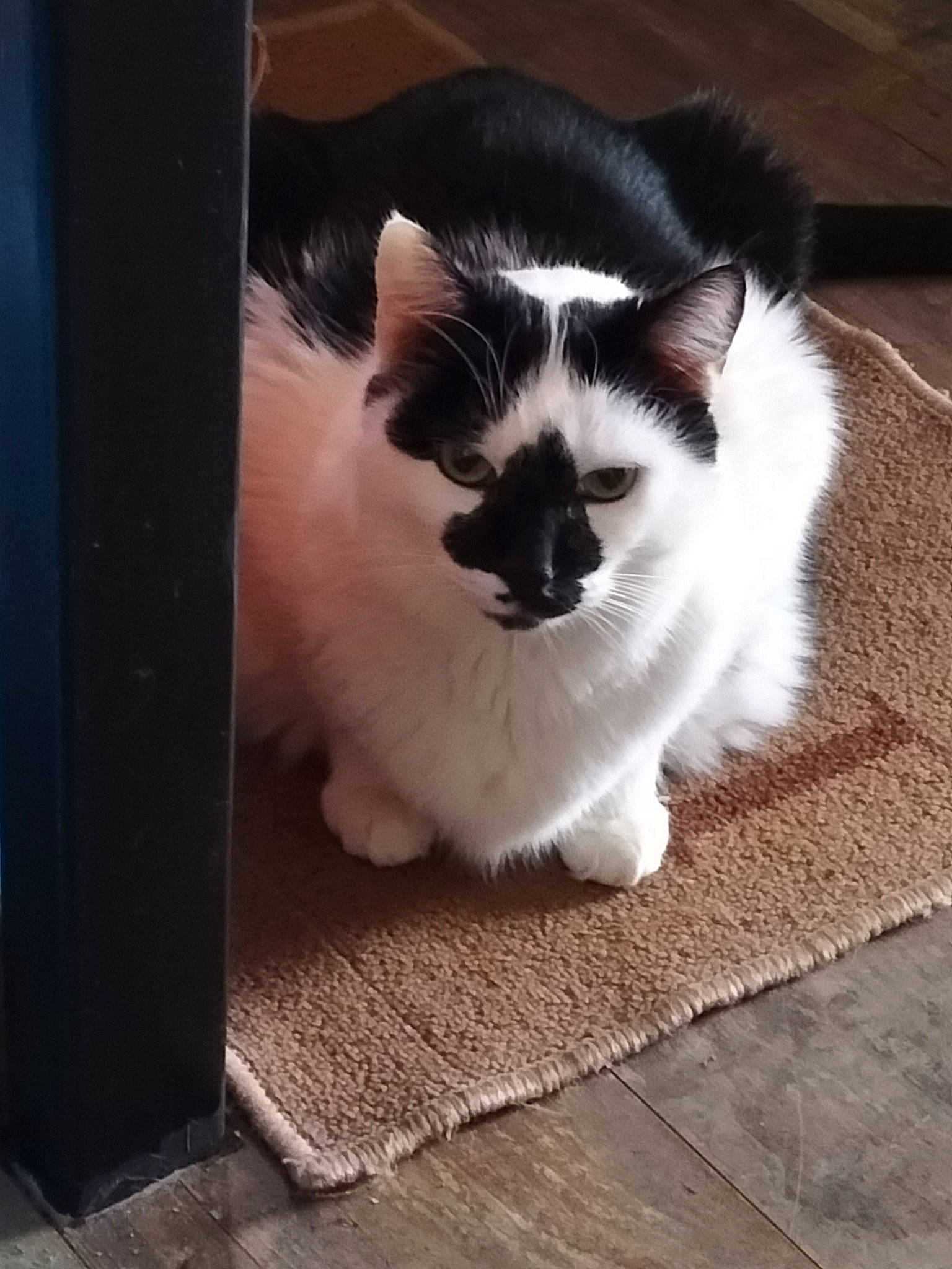 Sam a rejoint le concours — aidez-le/la à gagner de superbes lots ! carnivore, cat, companion_dog, felidae, flooring, foot, fur, grass, hardwood, paw, plant, road_surface, sky, small_to_medium_sized_cats, snout, tail, tints_and_shades, whiskers, window, wood