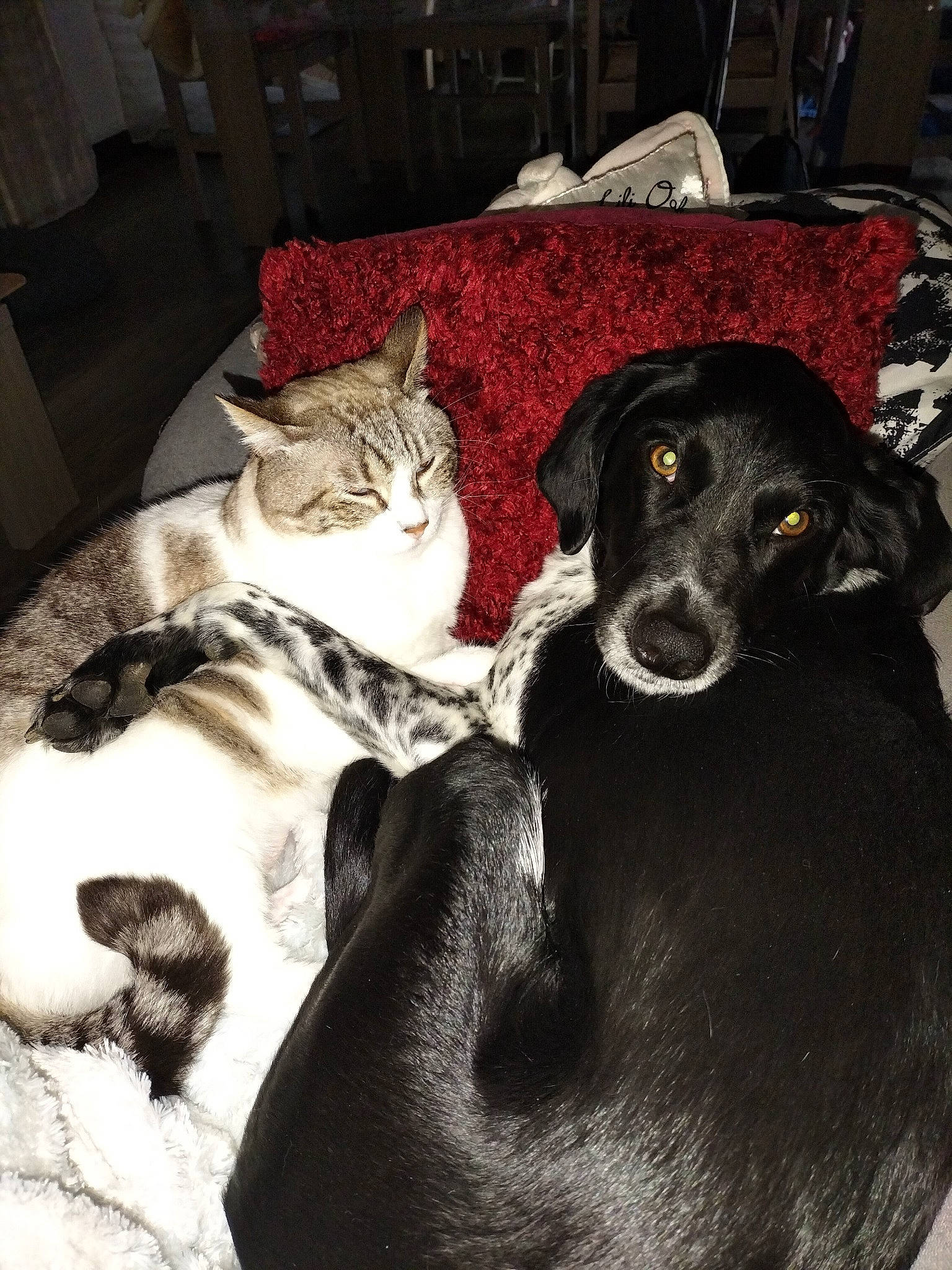 Yuki participe au concours pour gagner de l'argent avec cette photo : carnivore, cat, comfort, companion_dog, dog, dog_breed, domestic_short_haired_cat, felidae, fur, grey, linens, mammal, monochrome, monochrome_photography, room, small_to_medium_sized_cats, snout, vertebrate, whiskers, working_animal