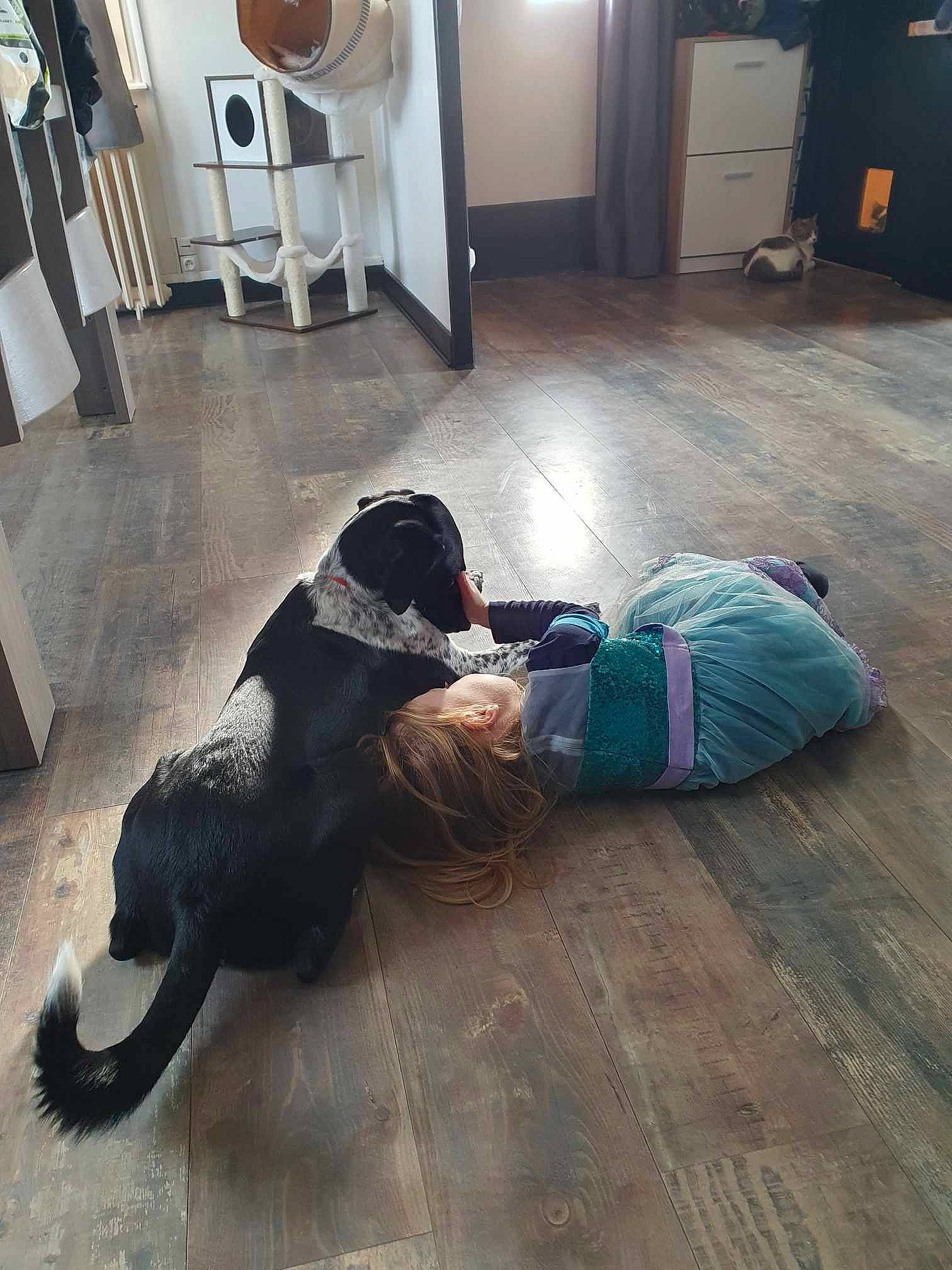 Yuki participe au concours pour gagner de l'argent avec cette photo : bag, carnivore, comfort, companion_dog, dog, dog_breed, door, floor, flooring, fur, hardwood, laminate_flooring, luggage_and_bags, metal, room, sitting, tail, tints_and_shades, wood, wood_flooring