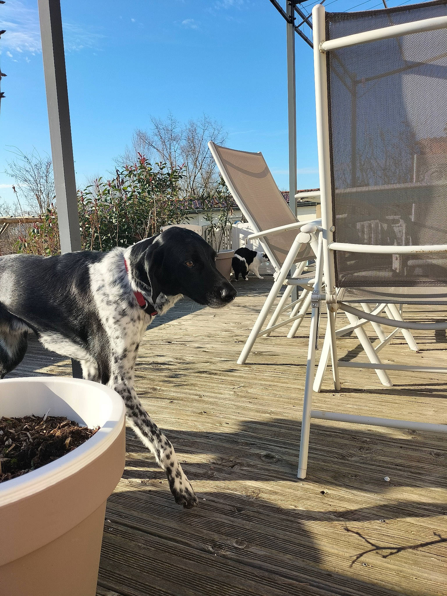 Yuki participe au concours pour gagner de l'argent avec cette photo : canidae, carnivore, collar, companion_dog, dog, dog_breed, dog_collar, home, leisure, mammal, outdoor_furniture, pet_supply, shade, sky, slope, sporting_group, vertebrate, winter, wood, working_animal