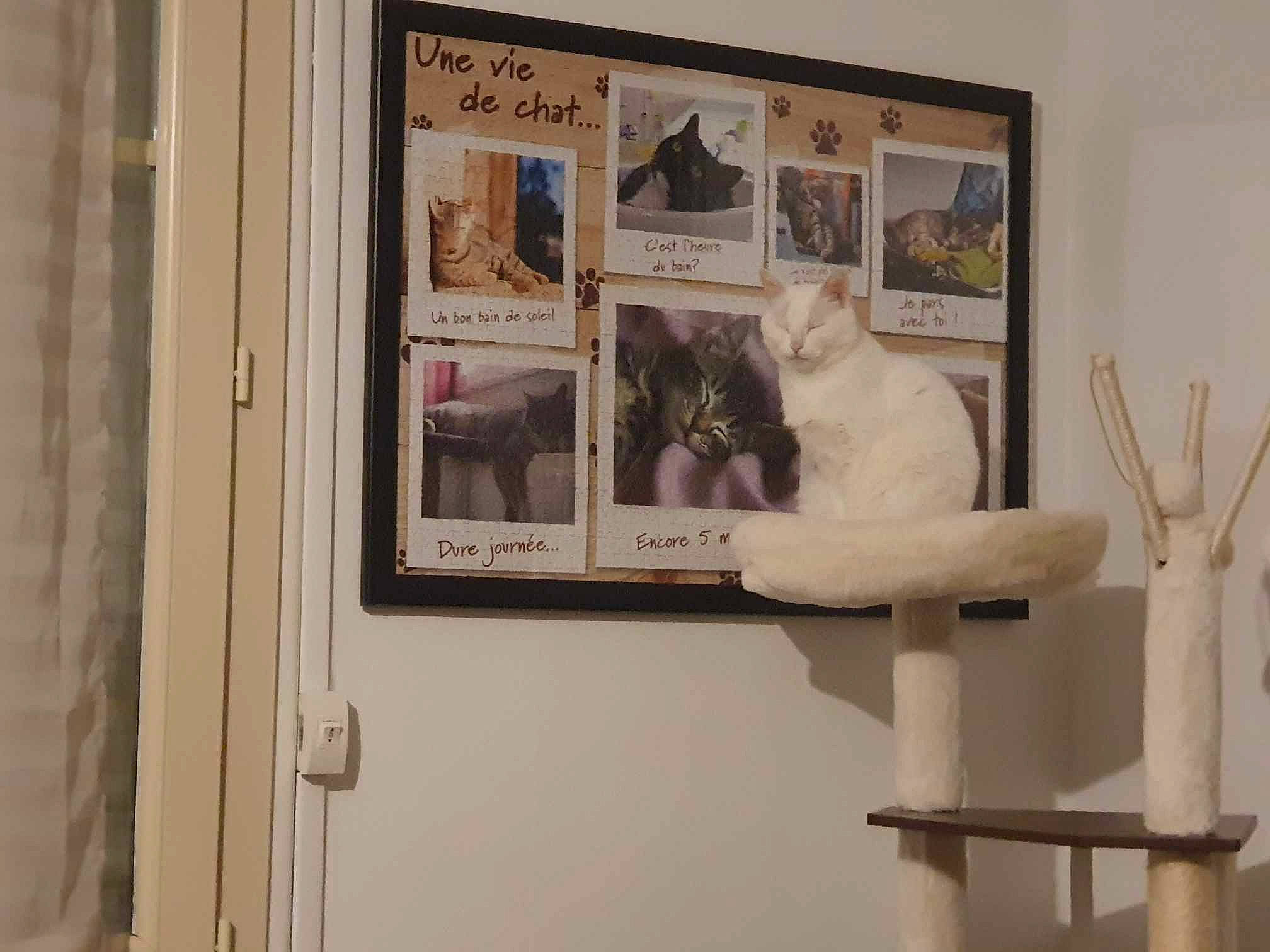 Indiana participe au concours pour gagner de l'argent avec cette photo : art, carnivore, cat, collection, domestic_short_haired_cat, door, felidae, fur, picture_frame, room, small_to_medium_sized_cats, tail, visual_arts, whiskers, wood