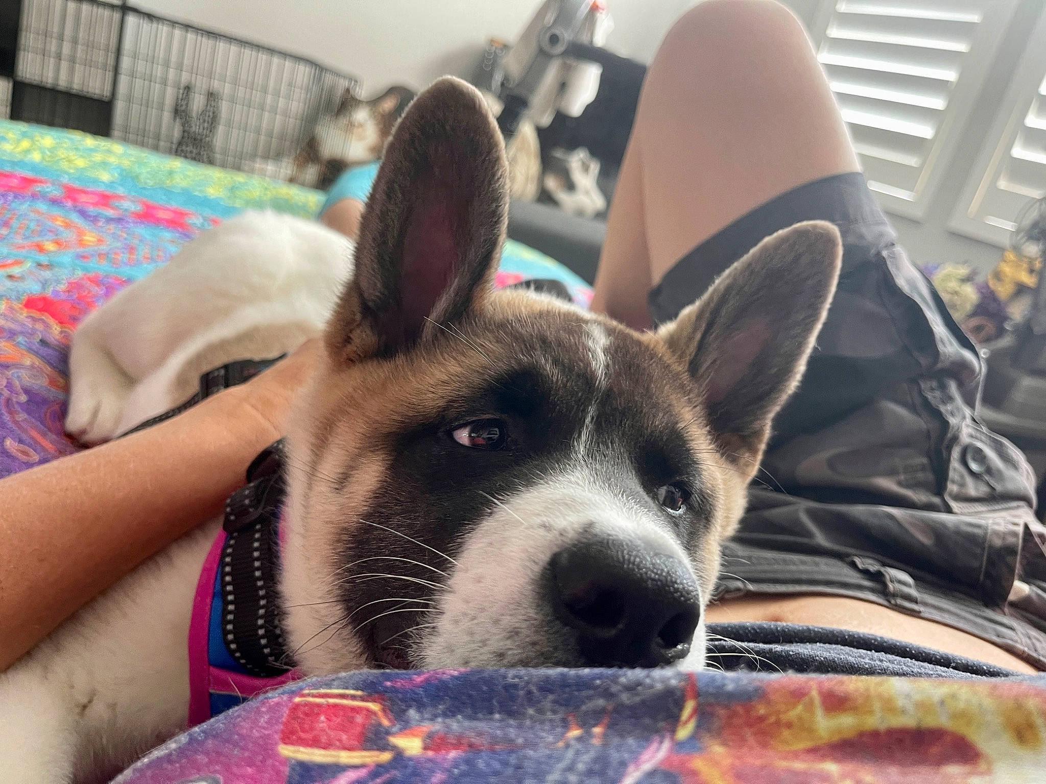 Bentley joined the competition — help win amazing prizes! canidae, carnivore, comfort, companion_dog, dog, dog_bed, dog_breed, dog_supply, ear, fawn, fur, linens, nap, paw, room, selfie, snout, sporting_group, whiskers, working_animal