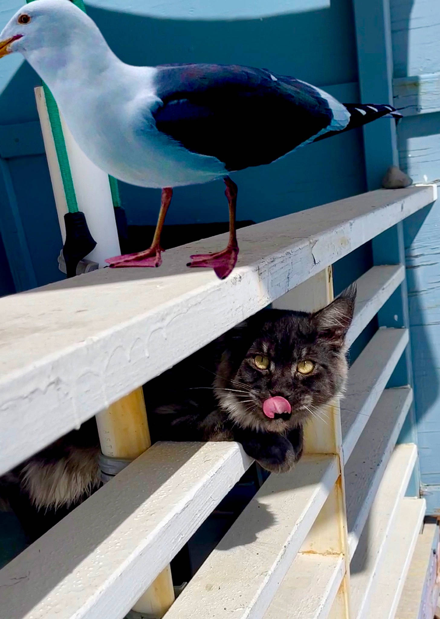 Maximus Aurelius Caticus joined the competition — help win amazing prizes! beak, bird, black, blue, carnivore, cat, domestic_short_haired_cat, electric_blue, felidae, green, lari, outdoor_furniture, photograph, seabird, small_to_medium_sized_cats, snapshot, tail, vertebrate, whiskers, white