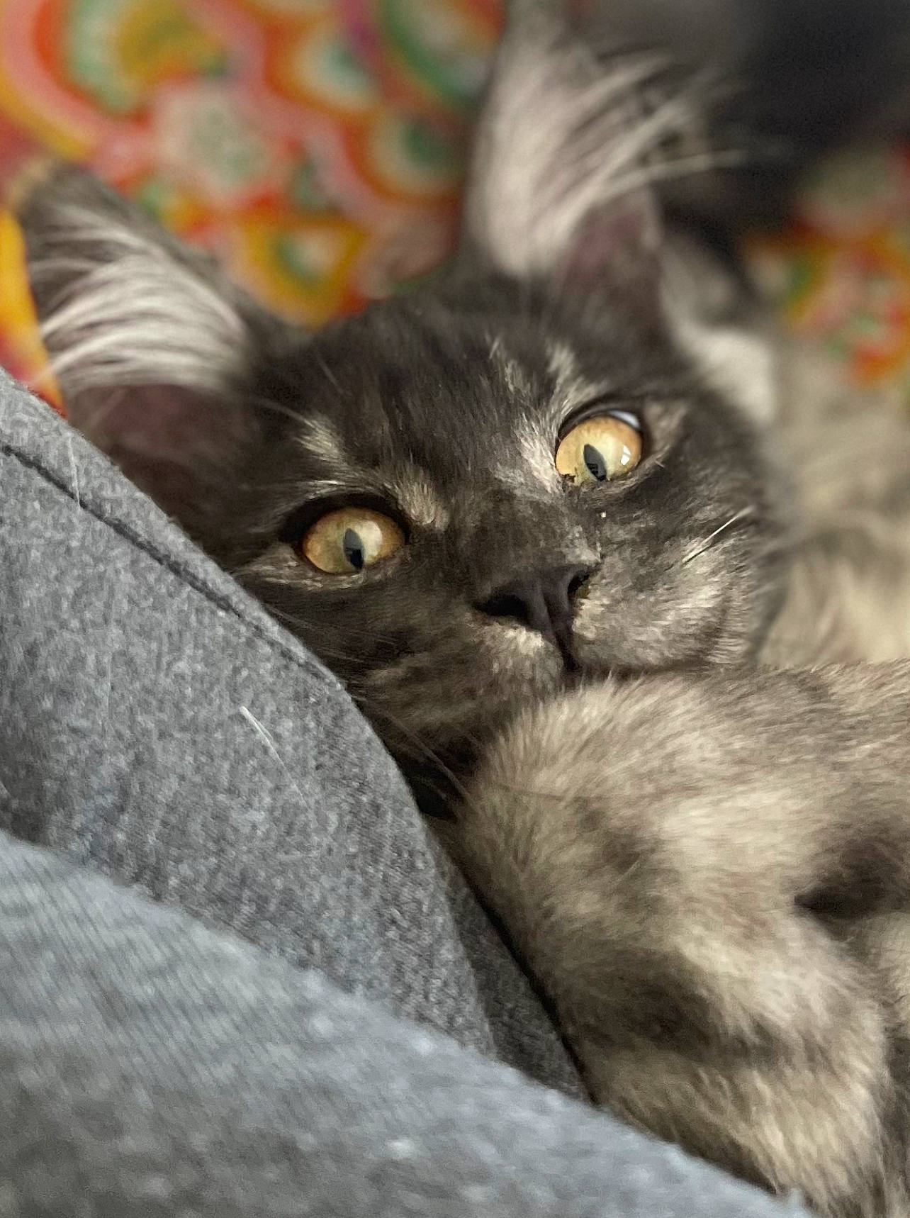 Maximus Aurelius Caticus