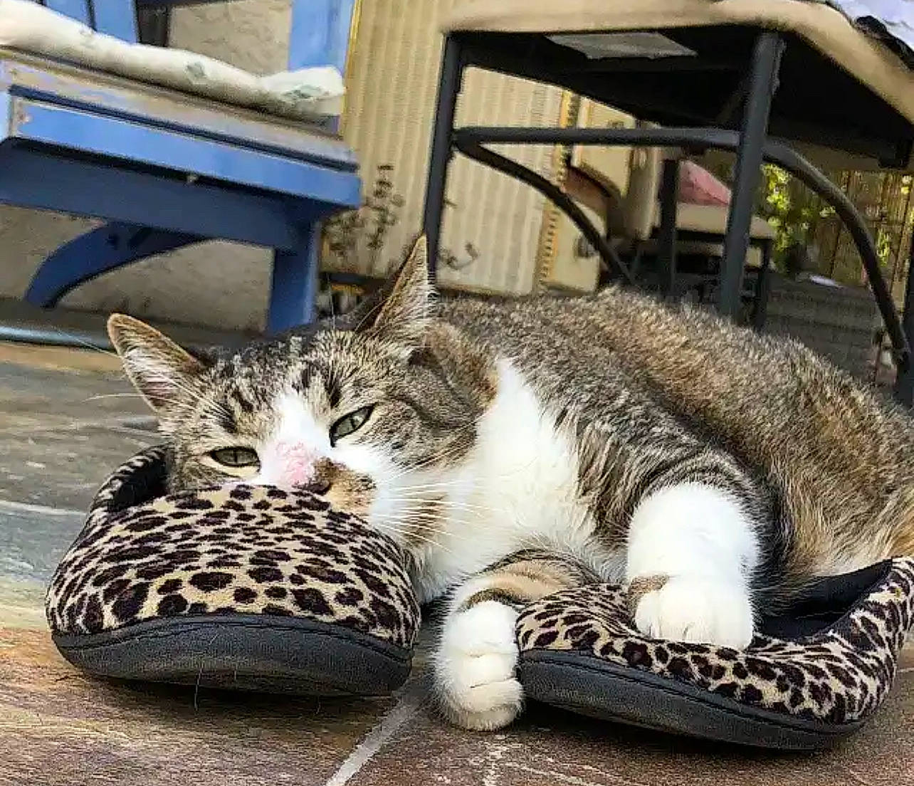 Claudius joined the competition — help win amazing prizes! carnivore, cat, claw, comfort, domestic_short_haired_cat, felidae, foot, fur, metal, paw, sitting, small_to_medium_sized_cats, snout, terrestrial_animal, vertebrate, whiskers, wildlife