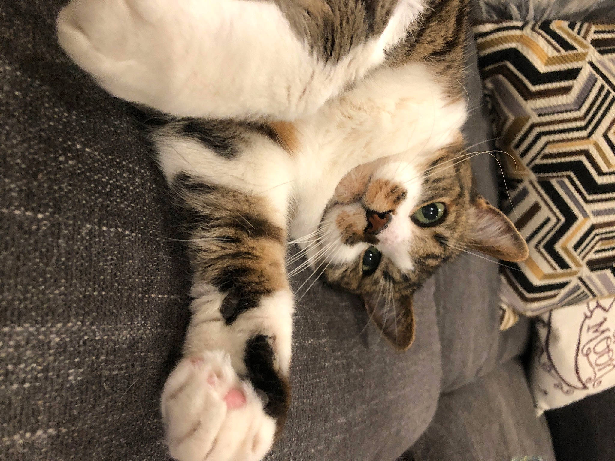 Claudius joined the competition — help win amazing prizes! carnivore, cat, claw, comfort, domestic_short_haired_cat, fawn, felidae, foot, fur, grey, nap, paw, sleep, small_to_medium_sized_cats, snout, tail, terrestrial_animal, whiskers, wood