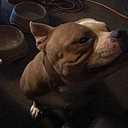 Mayham is registered to the contest to win money with this photo: dog, brown_dog, white_dog, pet, indoor, carpet, bowl, water_bottle, cord, clutter, floor, animal, canine, looking_up, sitting, relaxed, domestic, furniture, casual, home