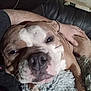 Mayham is registered to the contest to win money with this photo: dog, close_up, pet, resting, blanket, couch, leather, human_arm, indoor, cozy, brown_dog, white_markings, napping, companion, animal, fur, paw, relaxation, household, friendship