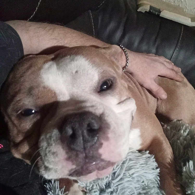 Mayham is registered to the contest to win money with this photo: animal, blanket, brown_dog, close_up, companion, couch, cozy, dog, friendship, fur, household, human_arm, indoor, leather, napping, paw, pet, relaxation, resting, white_markings