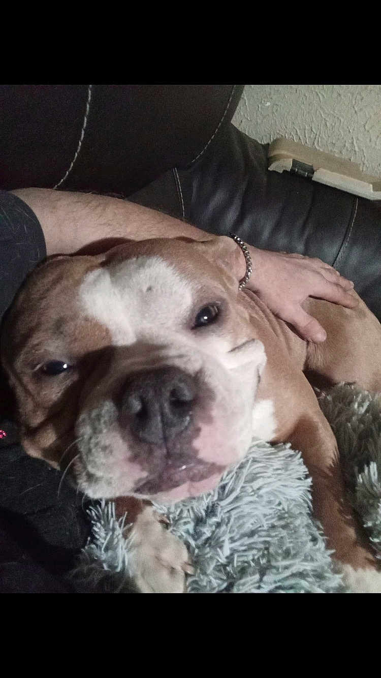 Mayham is registered to the contest to win money with this photo: dog, close_up, pet, resting, blanket, couch, leather, human_arm, indoor, cozy, brown_dog, white_markings, napping, companion, animal, fur, paw, relaxation, household, friendship