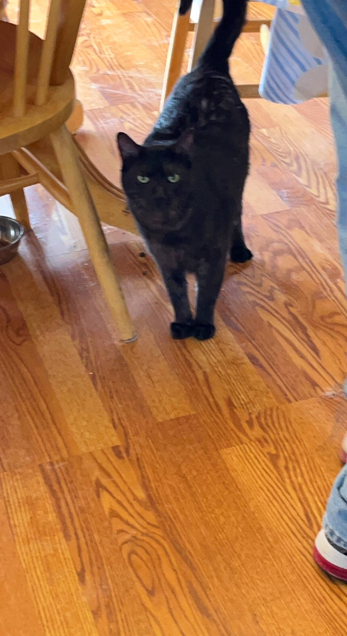 Sir Meows A Lot joined the competition — help win amazing prizes! black_cat, brown, carnivore, cat, dog_breed, felidae, floor, flooring, hardwood, laminate_flooring, pattern, plank, small_to_medium_sized_cats, tail, varnish, whiskers, white, wood, wood_flooring, wood_stain