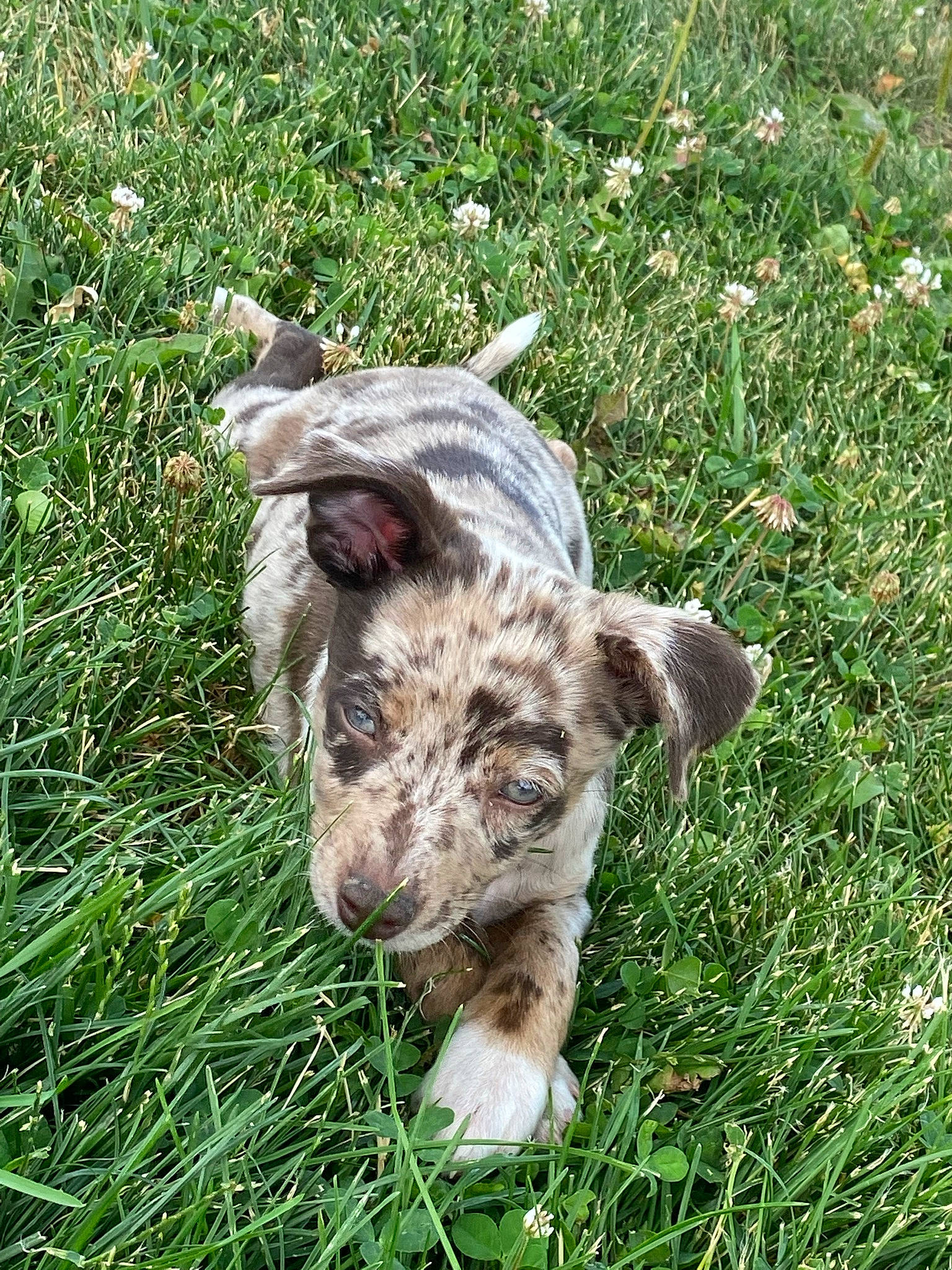 Poppy-jane joined the competition — help win amazing prizes! canidae, carnivore, companion_dog, dog, dog_breed, fawn, grass, grass_family, grassland, groundcover, pasture, plant, poales, sedge_family, snout, sporting_group, terrestrial_animal, working_animal