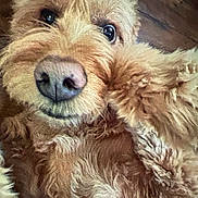 Rosie joined the competition — help win amazing prizes! dog, close_up, fluffy, curly_hair, pet, canine, face, nose, eyes, fur, animal, portrait, cute, friendly, indoors, mammal, whiskers, expression, snout, domestic