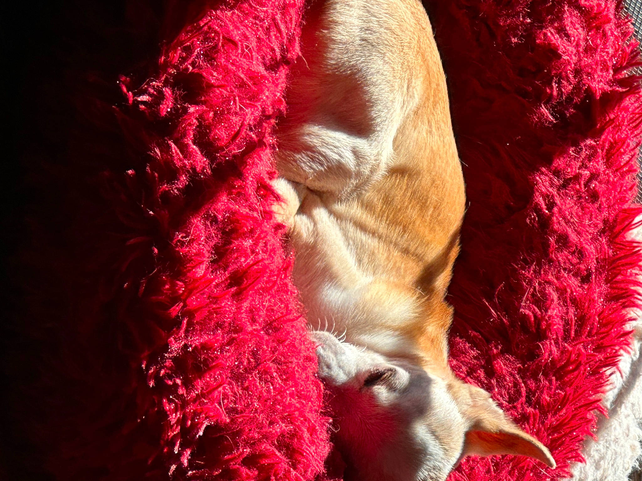 Peanut joined the competition — help win amazing prizes! animal_product, art, carmine, corgi_chihuahua, fashion_design, fawn, flesh, fur, fur_clothing, knitting, liver, magenta, natural_material, pattern, peach, pink, tail, wool, woolen, woven_fabric