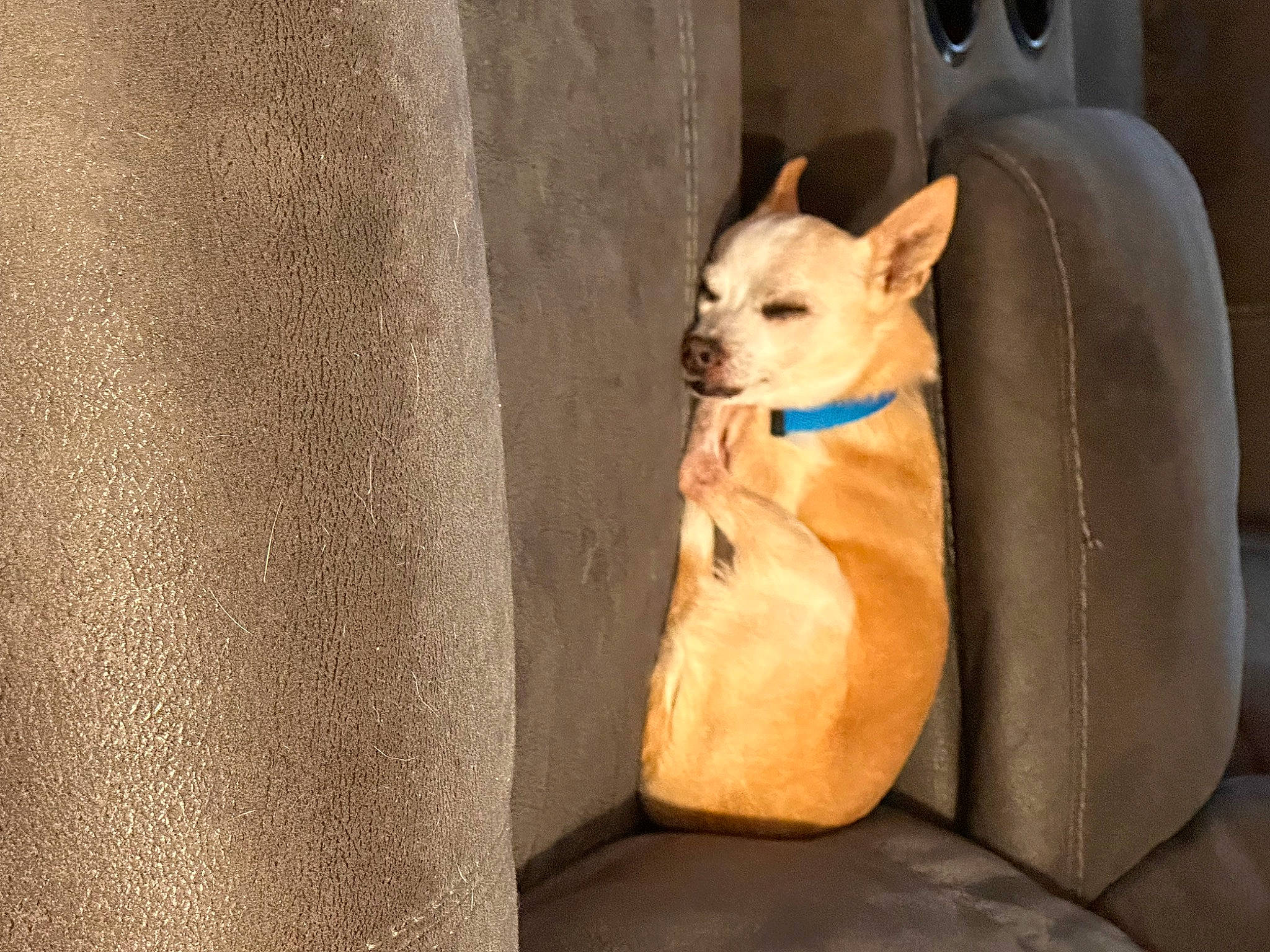 Peanut is registered to the contest to win money with this photo: bag, canidae, carnivore, comfort, companion_dog, dog, dog_breed, dog_supply, fawn, felidae, pet_supply, snout, spitz, sporting_group, tail, toy, toy_dog, whiskers, wood, working_animal