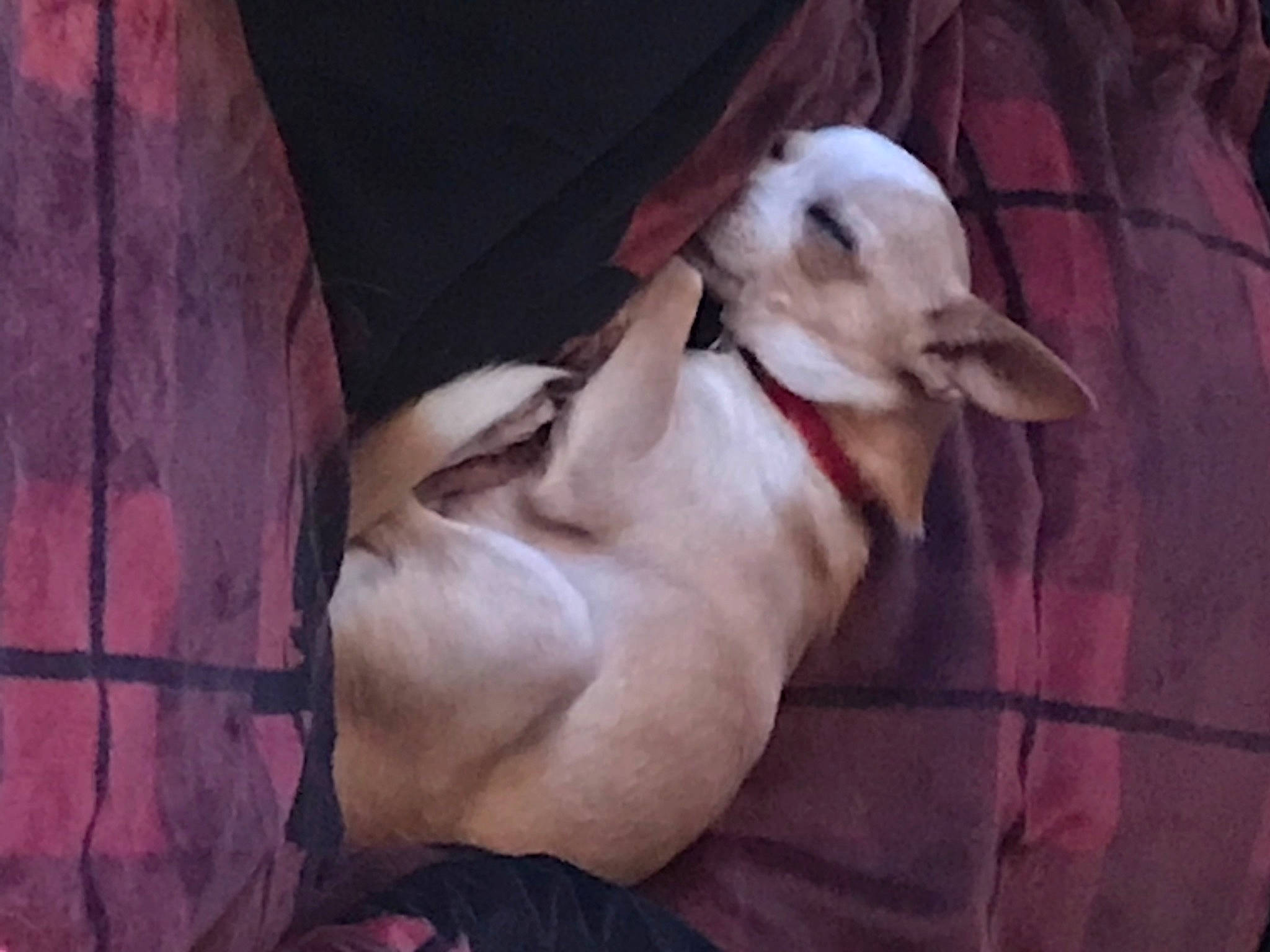 Peanut is registered to the contest to win money with this photo: canidae, carnivore, comfort, companion_dog, dog, dog_breed, fawn, fur, goats, livestock, nap, non_sporting_group, snout, sporting_group, tail, terrestrial_animal, wood, working_animal