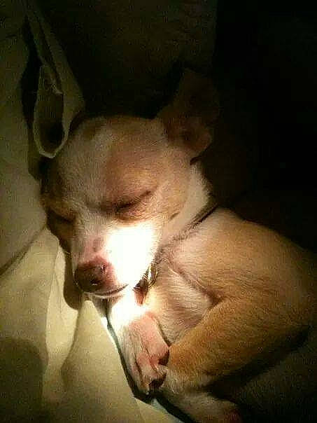 Peanut joined the competition — help win amazing prizes! canidae, carnivore, companion_dog, darkness, dog, dog_breed, ear, eye, fawn, jaw, no_expression, non_sporting_group, paw, snout, sporting_group, tail, terrestrial_animal, toy_dog, whiskers, working_animal