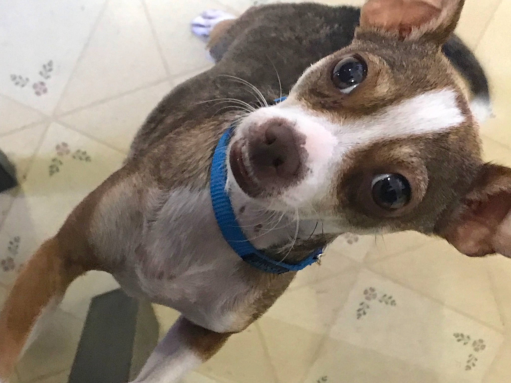 Charlie Brown is registered to the contest to win money with this photo: canidae, carnivore, collar, companion_dog, dog, dog_breed, dog_collar, ear, eyewear, fawn, fur, leash, non_sporting_group, paw, selfie, snout, sporting_group, square, whiskers, working_animal