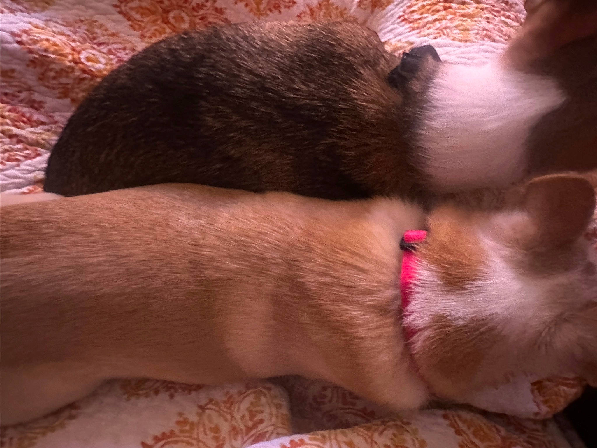 Charlie Brown joined the competition — help win amazing prizes! carnivore, cat, claw, comfort, dog_breed, domestic_short_haired_cat, ear, fawn, felidae, foot, fur, gesture, human_leg, liver, nail, paw, small_to_medium_sized_cats, snout, tail, whiskers