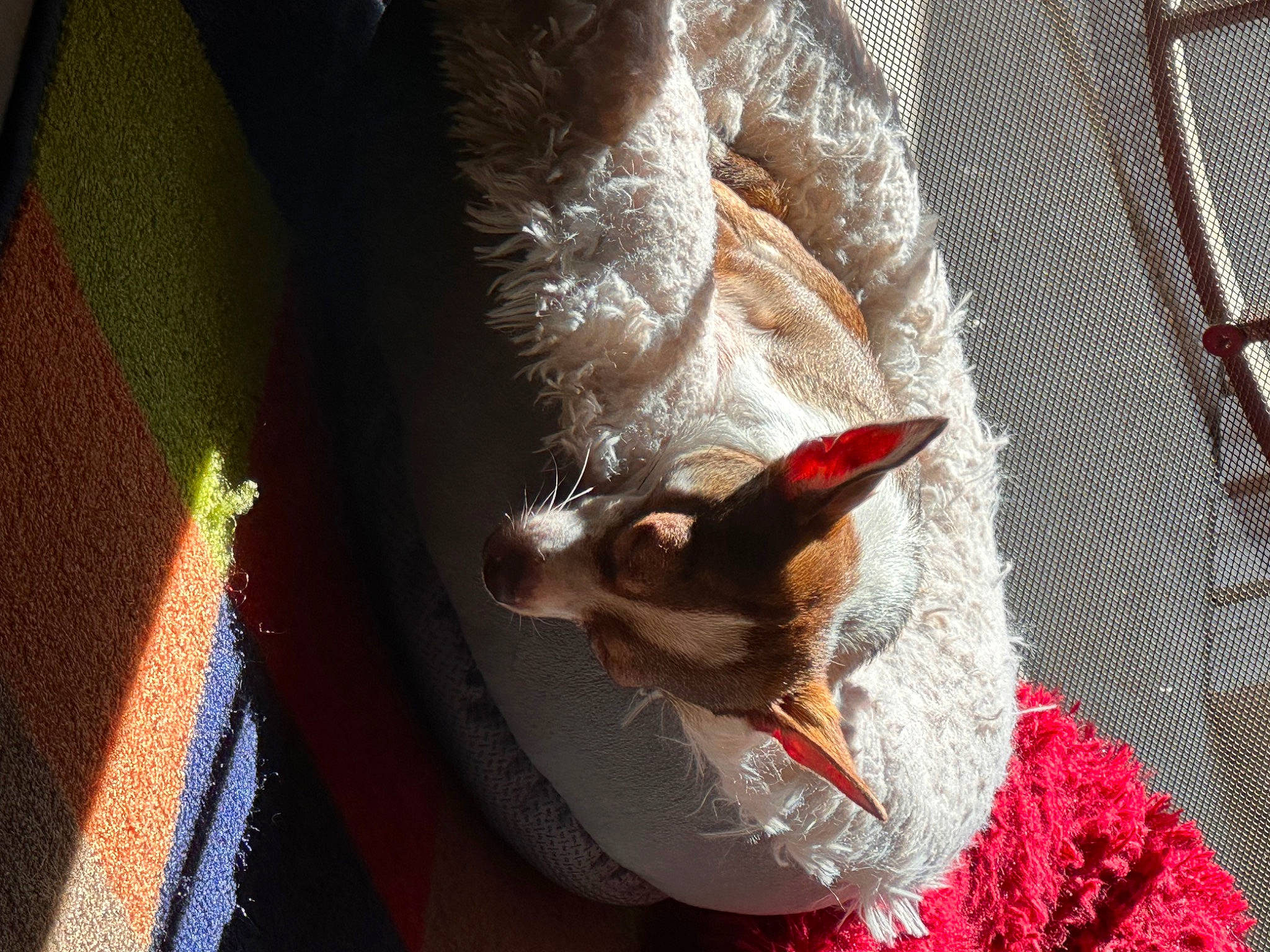 Charlie Brown is registered to the contest to win money with this photo: canidae, carmine, carnivore, claw, companion_dog, fawn, feather, felidae, fur, linens, pattern, room, small_to_medium_sized_cats, sporting_group, tail, thread, whiskers, window, wood, woven_fabric