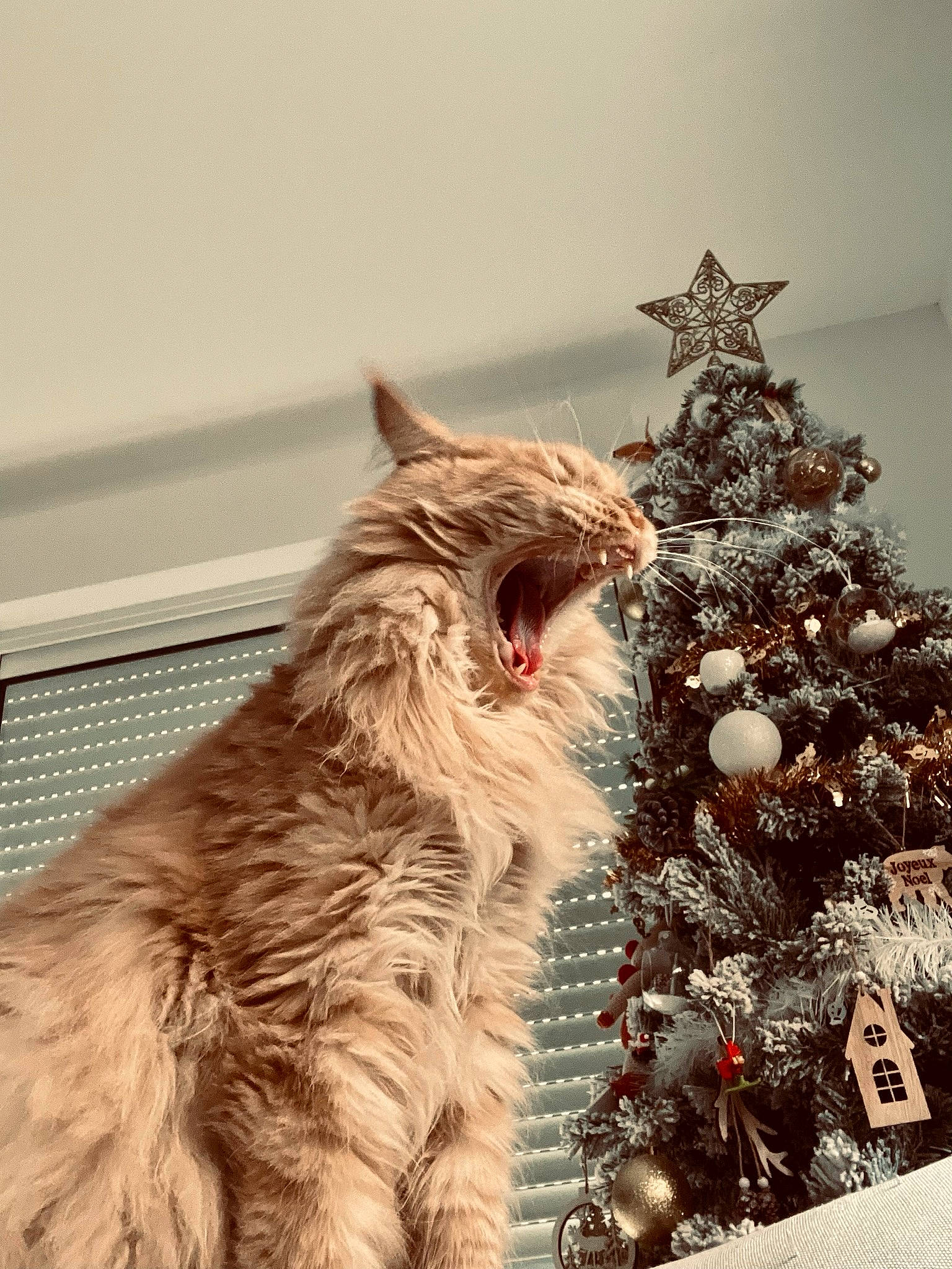 Rammstein participe au concours pour gagner de l'argent avec cette photo : carnivore, cat, christmas_decoration, christmas_ornament, christmas_tree, conifer, event, evergreen, fawn, felidae, fur, glasses, holiday, holiday_ornament, small_to_medium_sized_cats, tree, twig, whiskers, window, wood