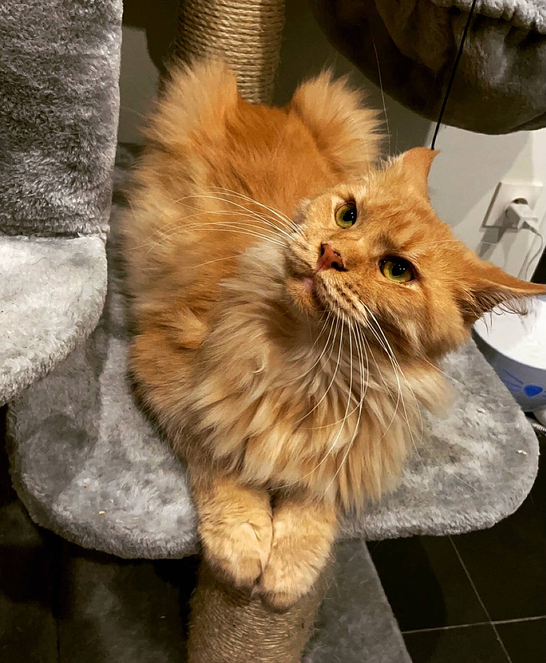 Rammstein participe au concours pour gagner de l'argent avec cette photo : box, british_longhair, carnivore, cat, claw, companion_dog, fawn, felidae, flooring, fur, paw, small_to_medium_sized_cats, snout, tail, terrestrial_animal, whiskers