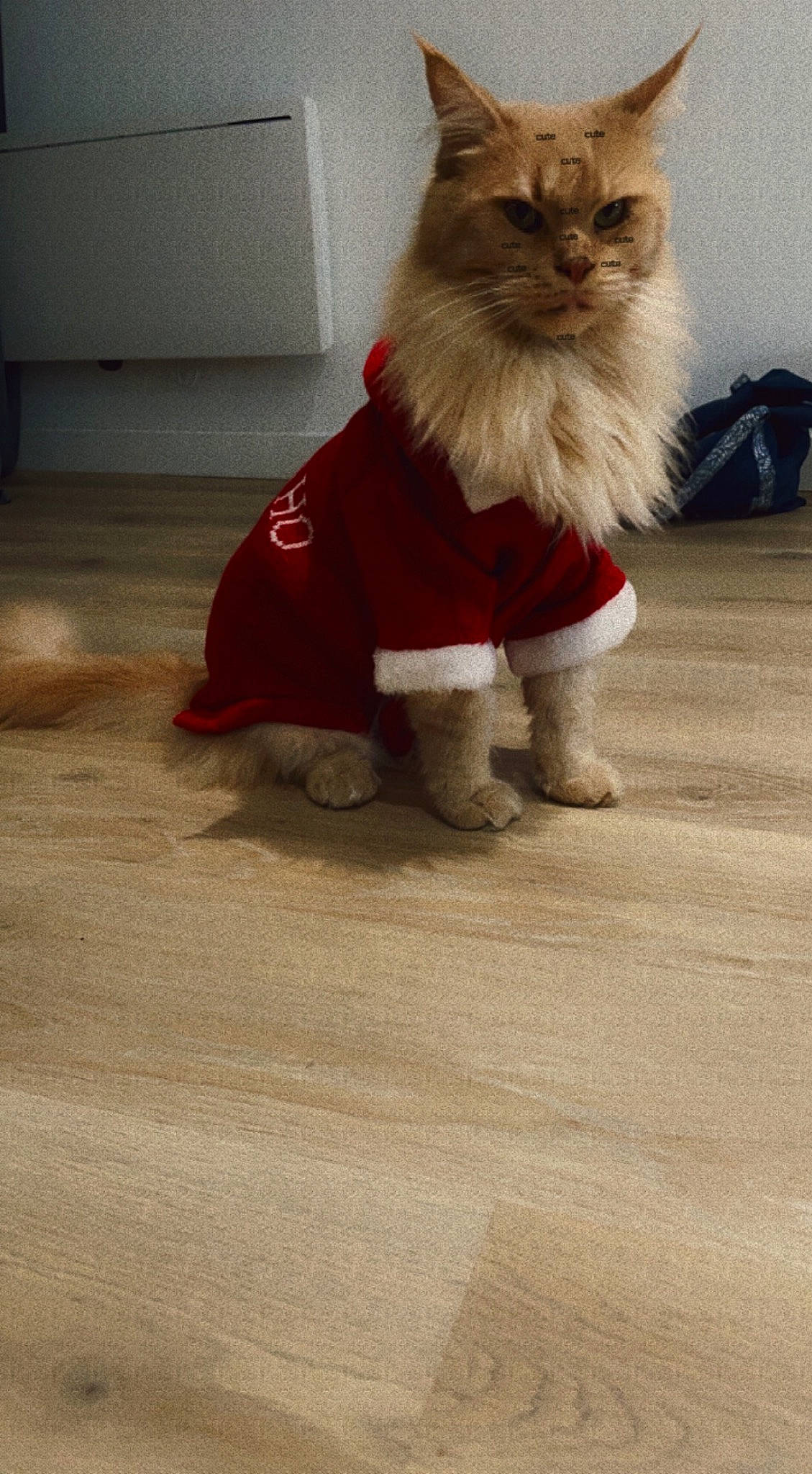 Rammstein a rejoint le concours — aidez-le/la à gagner de superbes lots ! canidae, carnivore, cat, companion_dog, dog_breed, dog_clothes, dog_supply, fawn, felidae, fictional_character, floor, flooring, fur, hardwood, human_leg, paw, santa_claus, tail, whiskers, wood