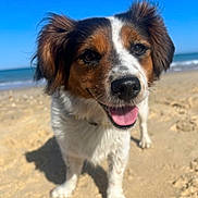 Arlette participe au concours pour gagner de l'argent avec cette photo : dog, beach, sand, ocean, blue_sky, sunny, happy, pet, canine, outdoor, smiling, closeup, fur, ears, tongue, nature, animal, daylight, portrait, playful