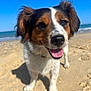 dog, beach, sand, ocean, blue_sky, sunny, happy, pet, canine, outdoor, smiling, closeup, fur, ears, tongue, nature, animal, daylight, portrait, playful