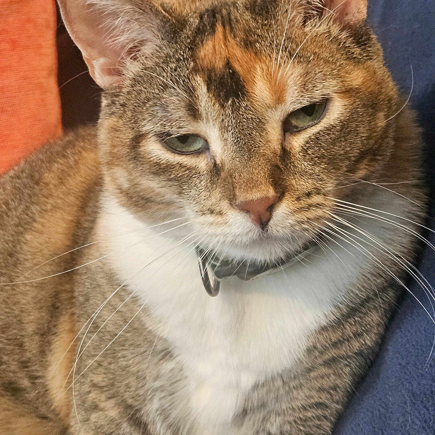 Lexi is registered to the contest to win money with this photo: abyssinian, accessories, animal, cat, collar, couch, egyptiancat, furniture, kitten, manx, pet, siamese