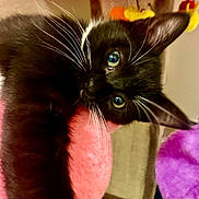 Libi joined the competition — help win amazing prizes! animal, black_cat, blue_eyes, cat, closeup, colorful_background, cozy, cute, domestic_cat, fur, fuzzy, indoor, kitten, pet, pink_blanket, playful, portrait, soft_texture, whiskers, young_cat