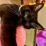 animal, black_cat, blue_eyes, cat, closeup, colorful_background, cozy, cute, domestic_cat, fur, fuzzy, indoor, kitten, pet, pink_blanket, playful, portrait, soft_texture, whiskers, young_cat