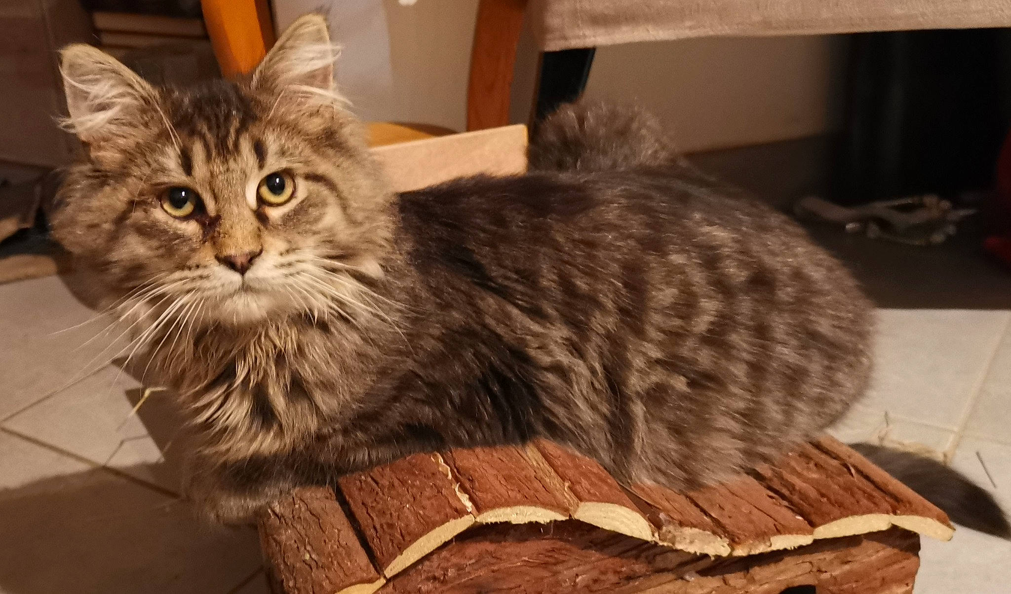 Phoeni'X participe au concours pour gagner de l'argent avec cette photo : asian, asian_semi_longhair, carnivore, cat, cymric, domestic_long_haired_cat, domestic_short_haired_cat, dragon_li, european_shorthair, felidae, maine_coon, mammal, norwegian_forest_cat, pixie_bob, siberian, small_to_medium_sized_cats, tabby_cat, vertebrate, whiskers, wild_cat