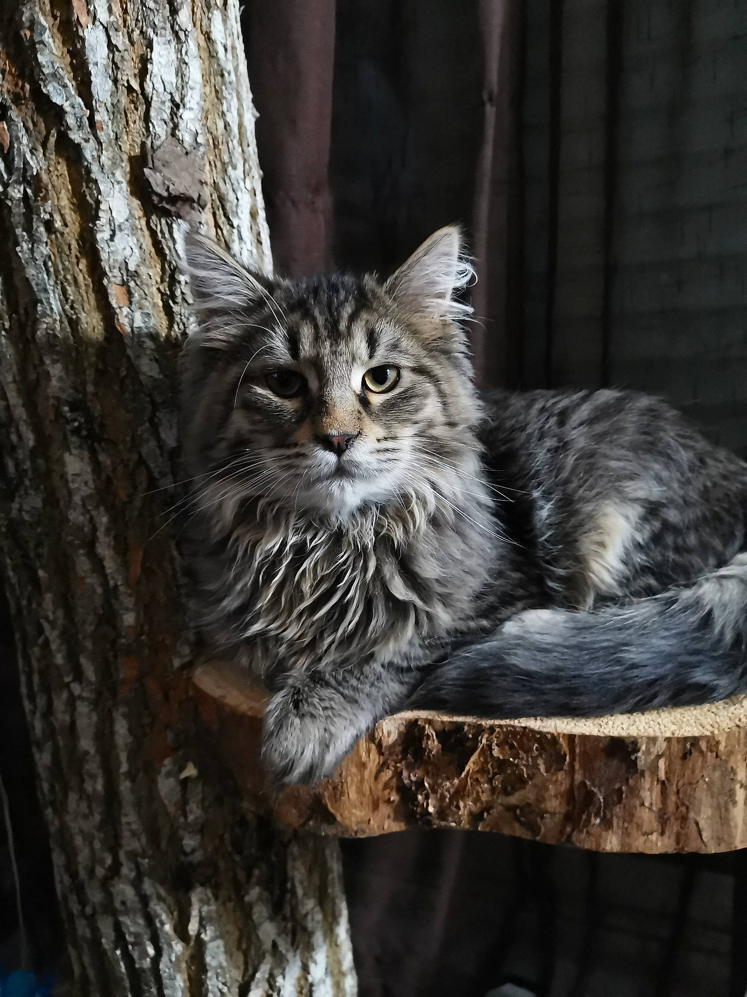 Phoeni'X participe au concours pour gagner de l'argent avec cette photo : asian, carnivore, cat, domestic_long_haired_cat, dragon_li, european_shorthair, felidae, kitten, maine_coon, mammal, norwegian_forest_cat, pixie_bob, plant, siberian, small_to_medium_sized_cats, tabby_cat, tree, vertebrate, whiskers, wild_cat