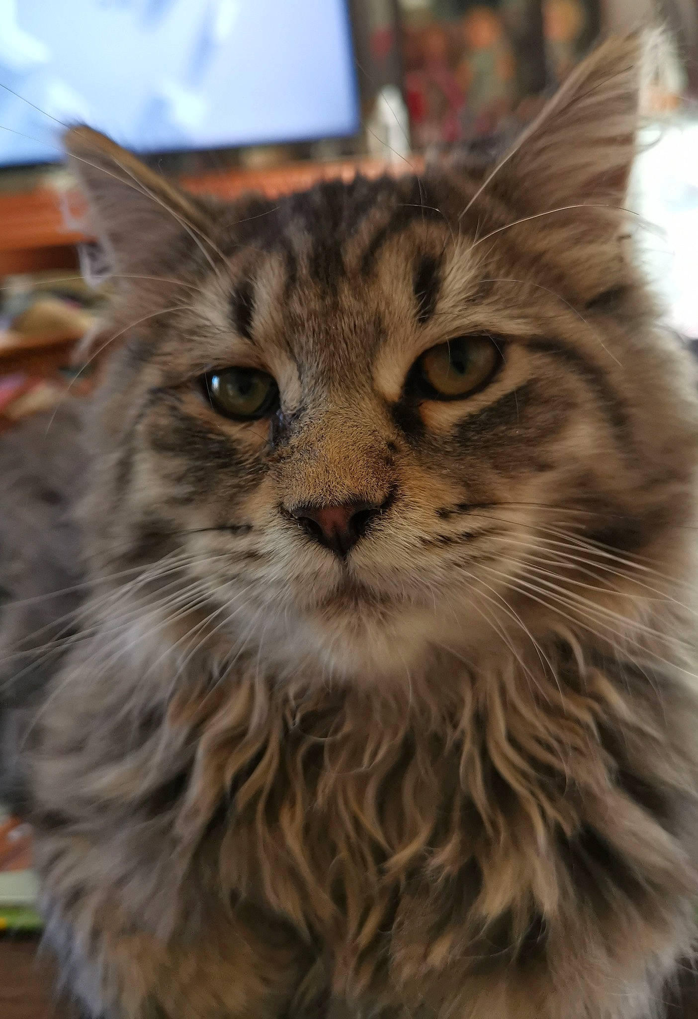 Phoeni'X a rejoint le concours — aidez-le/la à gagner de superbes lots ! asian, asian_semi_longhair, british_semi_longhair, carnivore, cat, domestic_long_haired_cat, felidae, kurilian_bobtail, maine_coon, mammal, norwegian_forest_cat, pixie_bob, ragamuffin, siberian, small_to_medium_sized_cats, snout, tabby_cat, vertebrate, whiskers, wild_cat