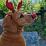 animal, antlers, bench, brown_fur, canine, costume, cute, daylight, dog, fence, festive, greenery, holiday, nature, outdoor, pet, portrait, red_nose, reindeer_costume, sitting