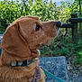 animal, bench, brown_dog, closeup, collar, curious, daylight, dog, ears, fence, fur, greenery, harness, leash, nature, outdoor, pet, side_view, sitting, snout