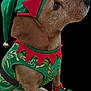 animal, attentive, bells, christmas, costume, cute, decorative, dog, ears, elf, festive, fur, green, holiday, pet, puppy, red, side_view, sitting, small_dog