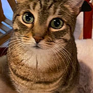 Ruby Lu joined the competition — help win amazing prizes! animal, blurred_background, cat, closeup, curious, cute, domestic_cat, ears, eyes, face, feline, fur, indoor, looking, pet, sitting, soft, tabby, tabby_cat, whiskers