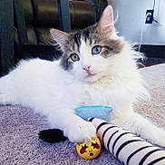 Louie joined the competition — help win amazing prizes! animal, blue_eyes, carpet, cat, closeup, cute, domestic, feline, fluffy, gray_fur, home, indoor, paw, pet, playful, relaxed, soft, striped_toy, toy_ball, white_fur