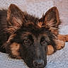 dog, german_shepherd, puppy, lying_down, face, ears, fur, brown, black, bed, blanket, resting, cute, pet, animal, close_up, indoor, soft_light, calm, young