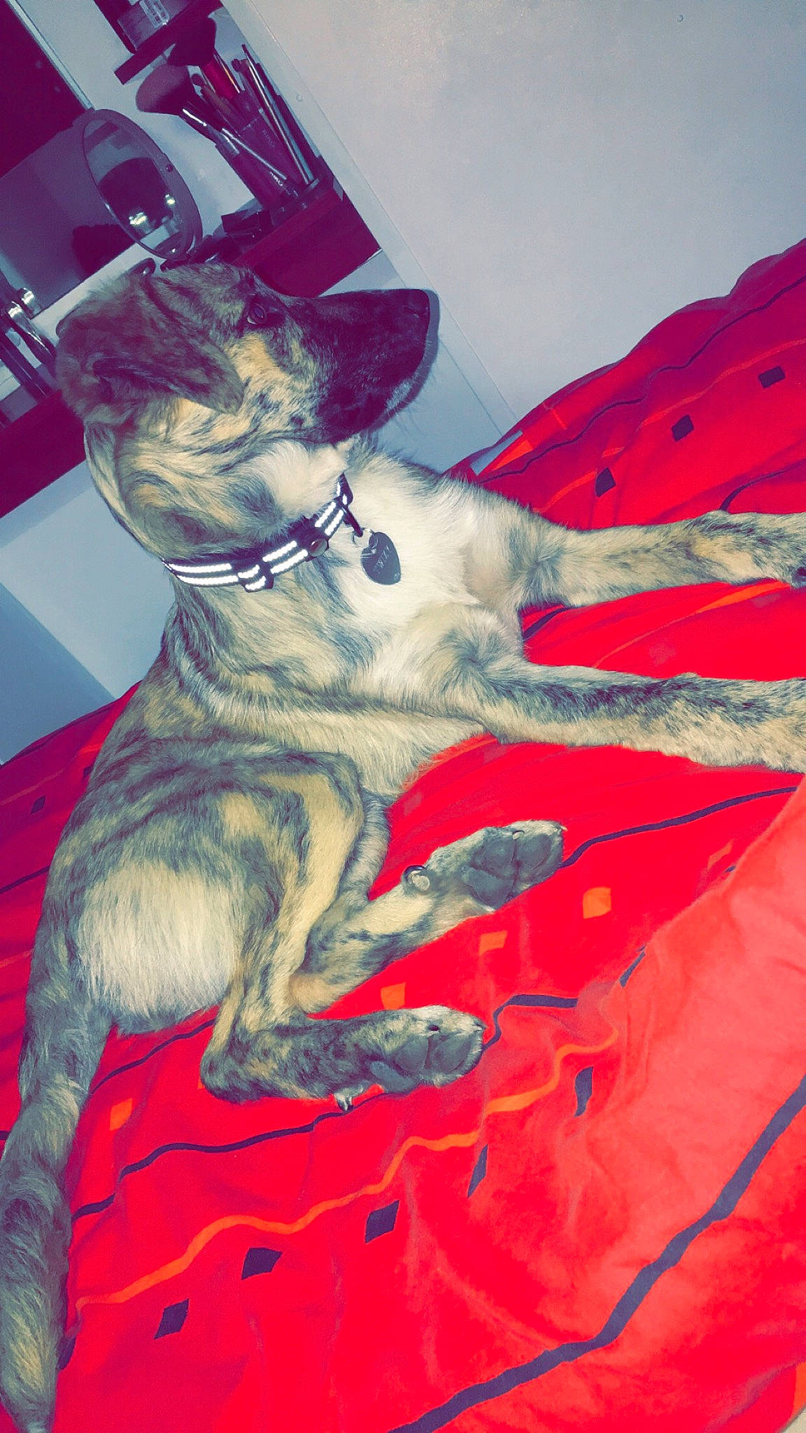 Twixy a rejoint le concours — aidez-le/la à gagner de superbes lots ! art, canidae, carnivore, dog, dog_breed, illustration, non_sporting_group, red