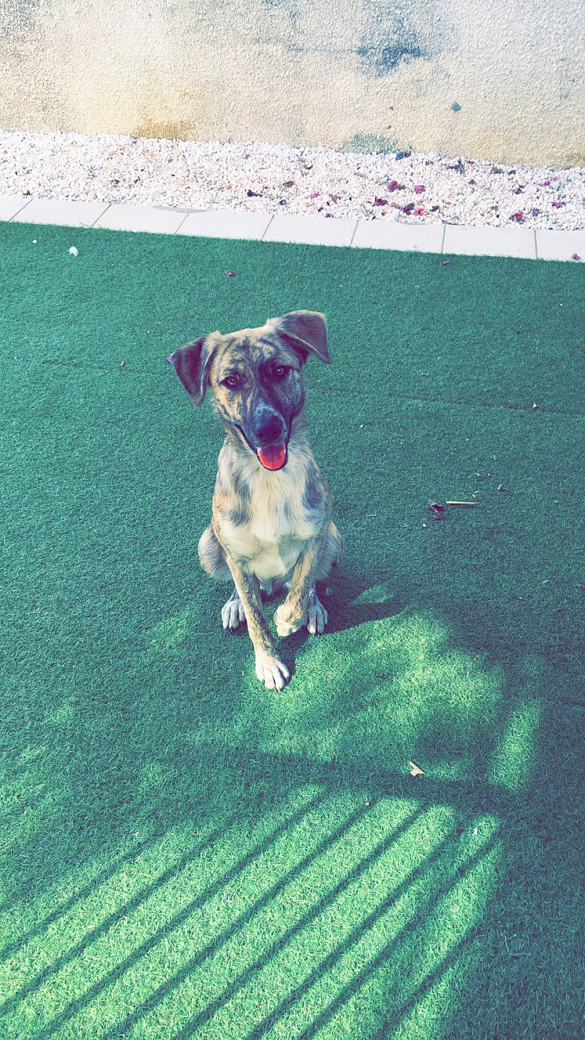 Twixy participe au concours pour gagner de l'argent avec cette photo : canidae, carnivore, companion_dog, dog, dog_breed, fawn, mammal, pointer, puppy, sporting_group, street_dog