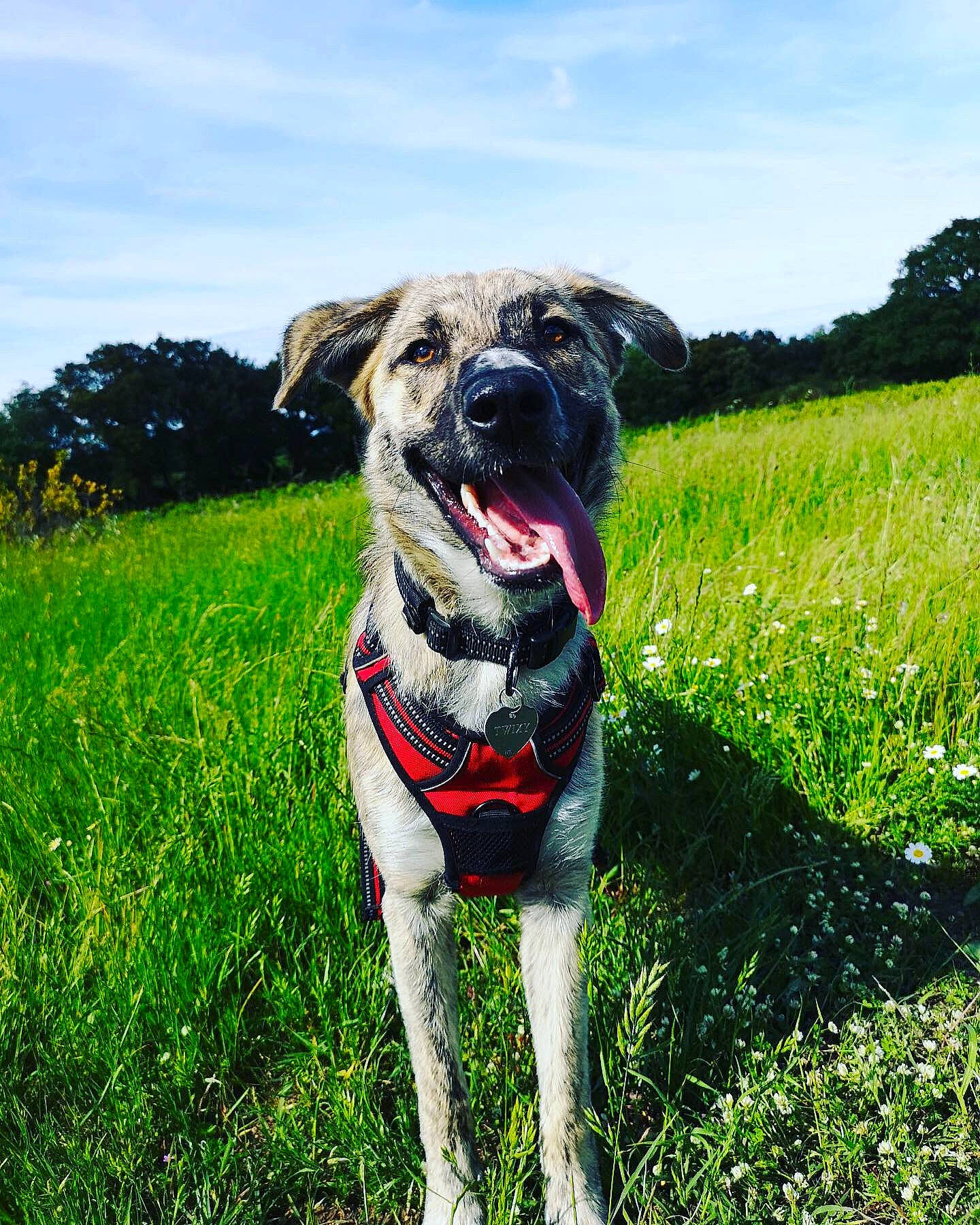 Twixy a rejoint le concours — aidez-le/la à gagner de superbes lots ! adventure, canidae, carnivore, companion_dog, dog, dog_breed, field, flower, grass, grass_family, grassland, labrador_retriever, mammal, meadow, plant, sporting_group, vertebrate