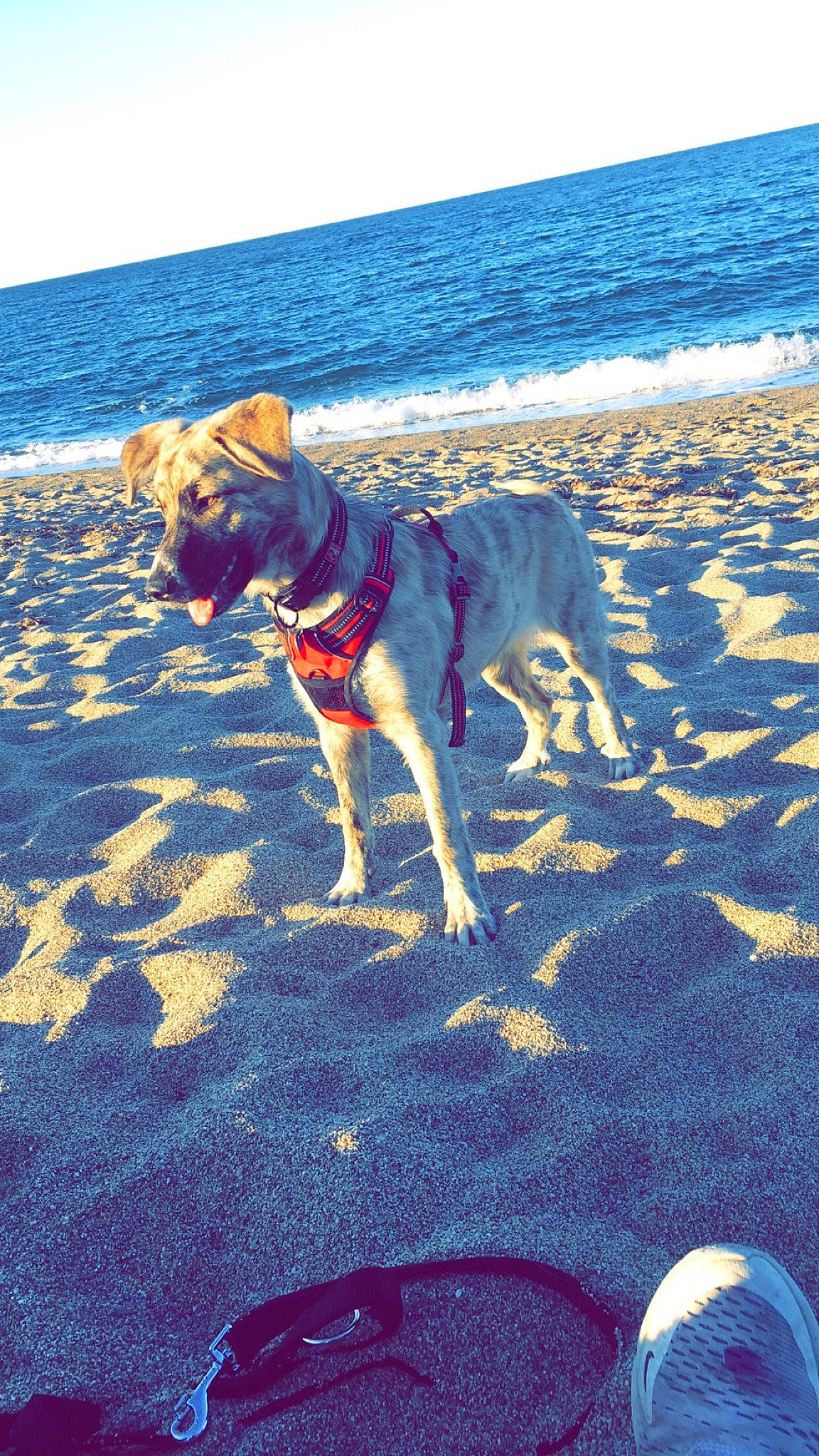 Twixy participe au concours pour gagner de l'argent avec cette photo : beach, canidae, carnivore, dog, dog_breed, dog_walking, fawn, guard_dog, ocean, sea, sporting_group, vacation