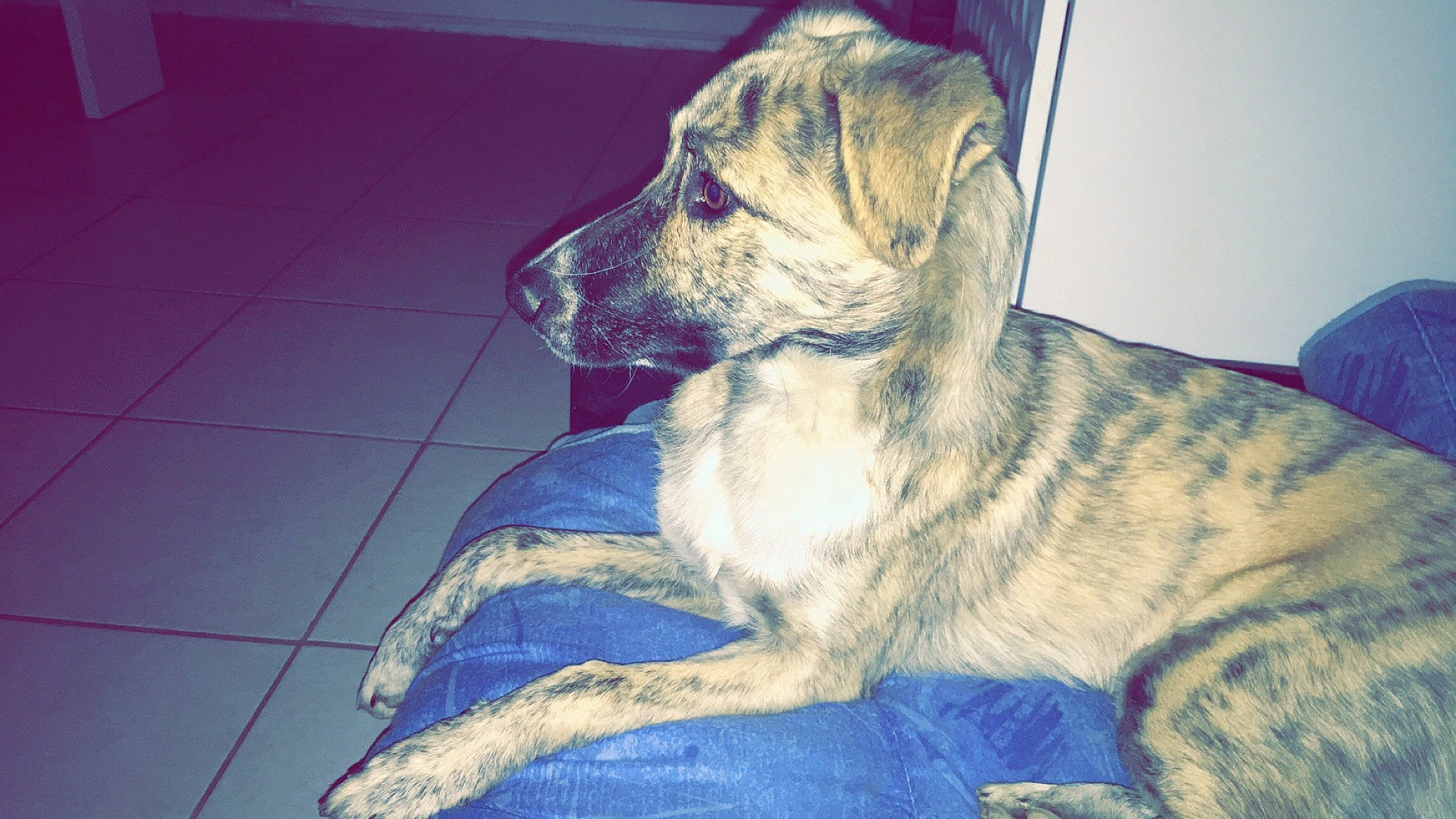 Twixy participe au concours pour gagner de l'argent avec cette photo : alaunt, canidae, carnivore, catahoula_bulldog, cimarron_uruguayo, companion_dog, dog, dog_breed, fawn, great_dane, louisiana_catahoula_leopard_dog, lurcher, mammal, non_sporting_group, perro_de_presa_canario, rafeiro_do_alentejo, snout, tail, treeing_tennessee_brindle, vertebrate