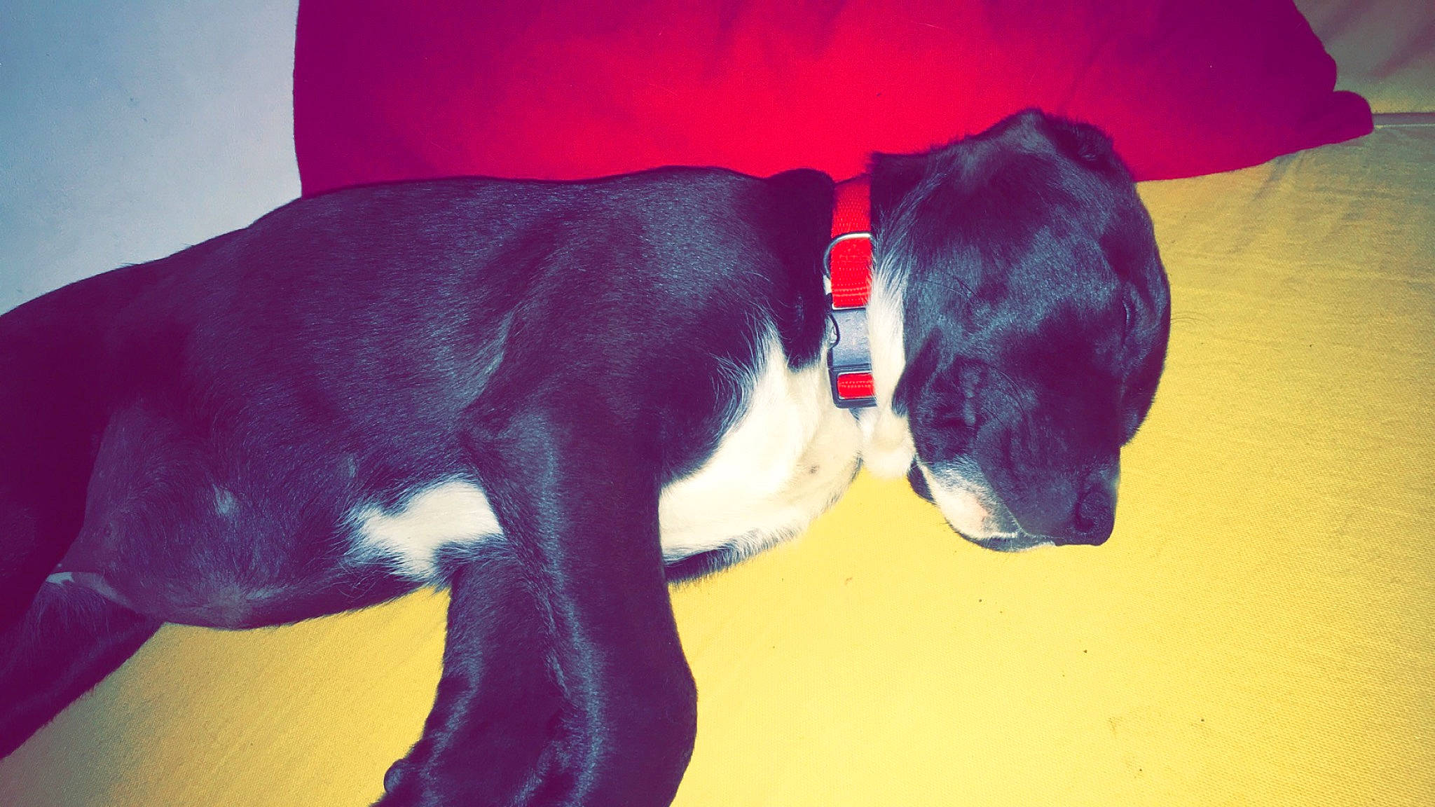 Inka a rejoint le concours — aidez-le/la à gagner de superbes lots ! american_pit_bull_terrier, canidae, carnivore, dog, dog_breed, great_dane, guard_dog, magenta, non_sporting_group, puppy, red, snout, sporting_group, tail, weimaraner