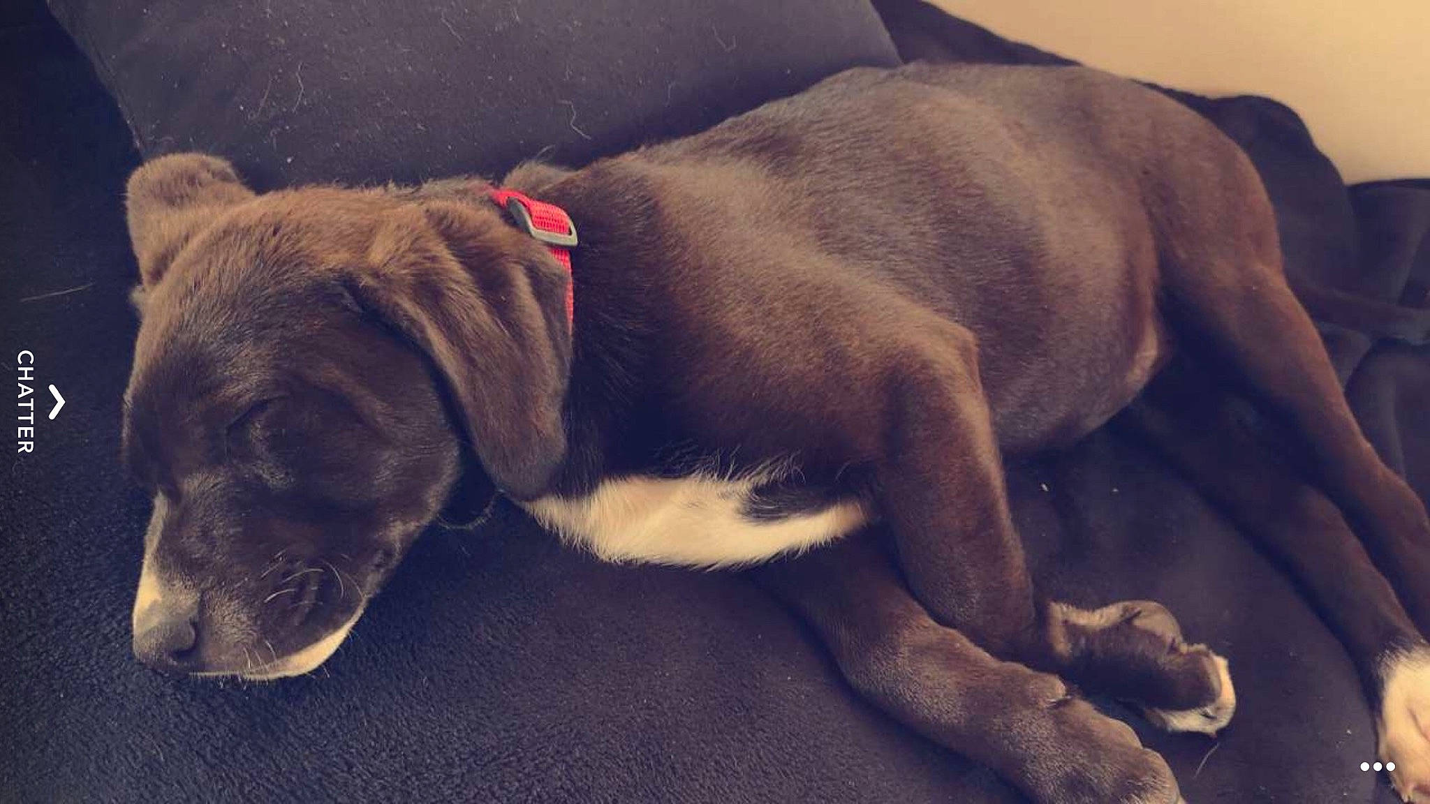 Inka participe au concours pour gagner de l'argent avec cette photo : beagador, canidae, carnivore, companion_dog, dog, dog_breed, fawn, labrador_retriever, mammal, nap, pointing_breed, puppy, sleep, snout, sporting_group, vertebrate, weimaraner