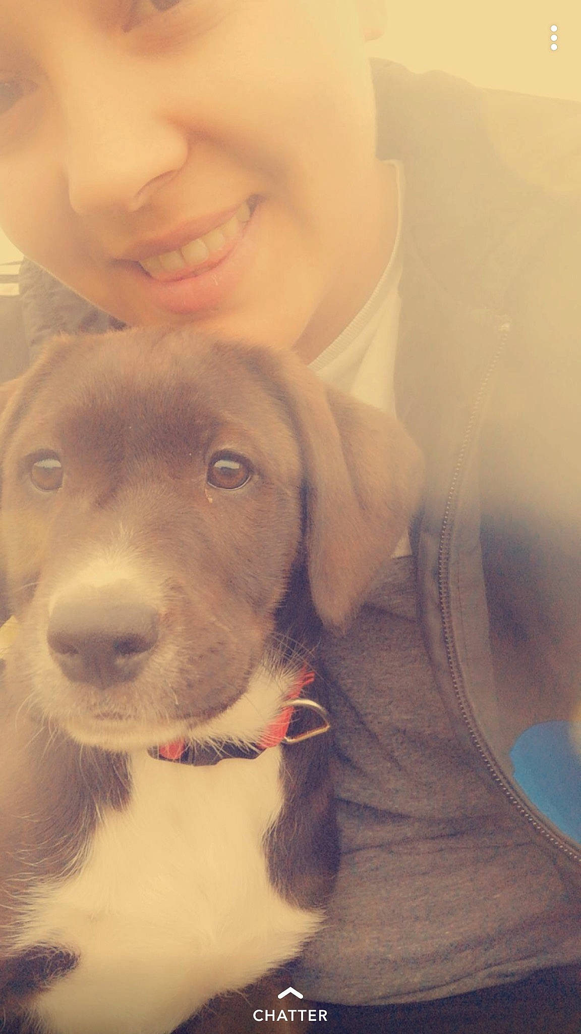 Inka participe au concours pour gagner de l'argent avec cette photo : american_pit_bull_terrier, beagador, canidae, carnivore, dog, dog_breed, ear, fawn, labrador_retriever, mammal, nose, pit_bull, puppy, puppy_love, skin, snout, sporting_group, vertebrate, weimaraner