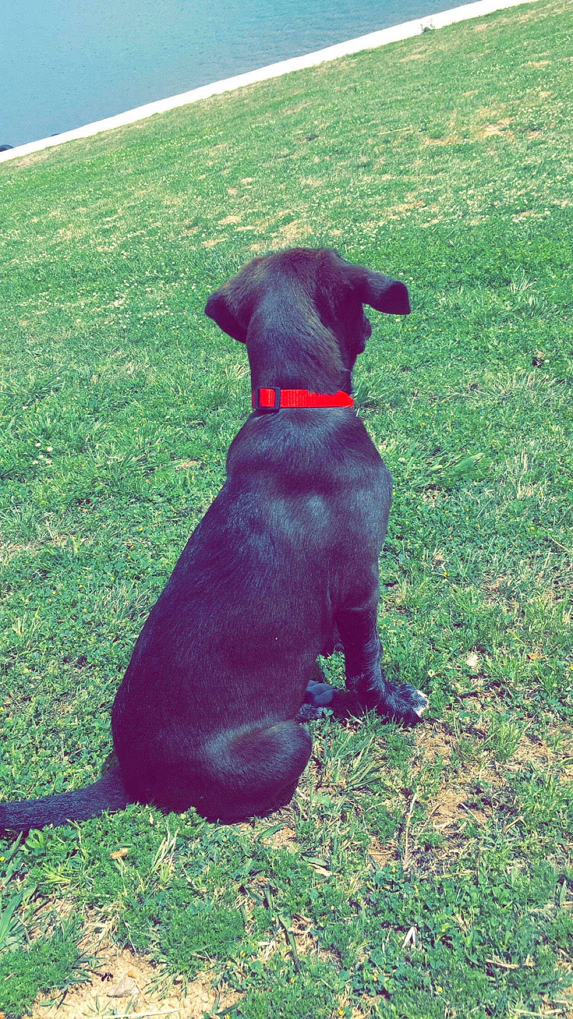 Inka participe au concours pour gagner de l'argent avec cette photo : canidae, carnivore, companion_dog, dog, dog_breed, grass, labrador_retriever, mammal, patterdale_terrier, rare_breed_dog, snout, sporting_group, tail, vertebrate